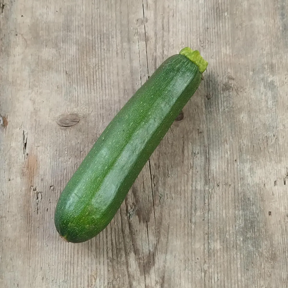 Zucchini 'Zuboda' (Cucurbita pepo) Bio Saatgut