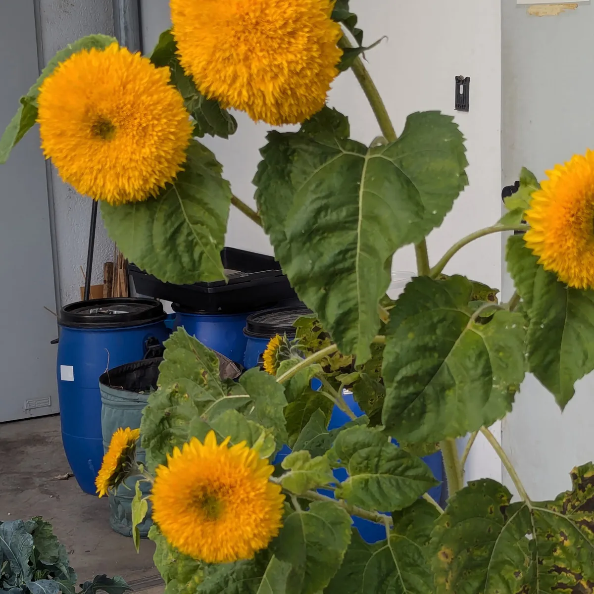 Gefüllte Sonnenblume 'Tall Sungold' (Helianthus annuus) Samen