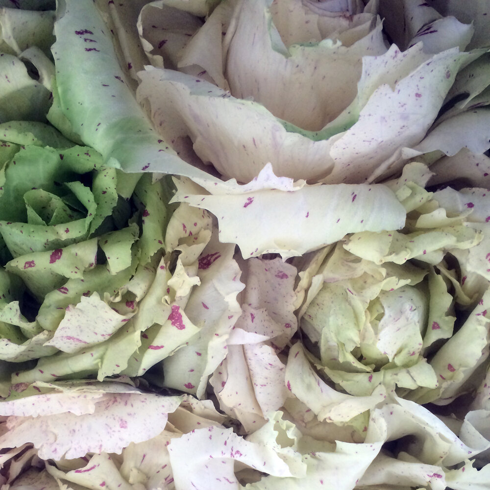 Radicchio 'Variegata di Castelfranco' mit hellgrünen Blättern und roten Sprenkeln