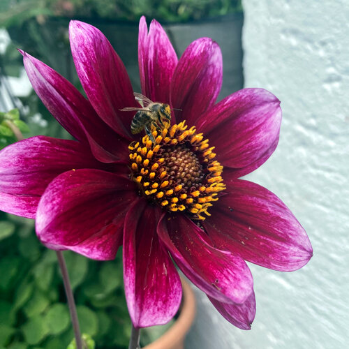 Dahlie mit purpurroter Blüte, auf der eine Biene Pollen sammelt