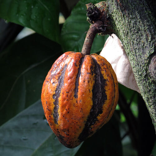 Reife orangefarbene Kakaofrucht am Stamm des Kakaobaums