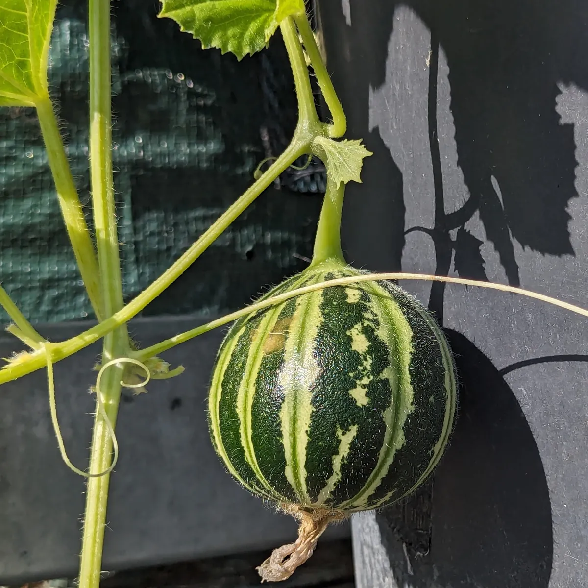 Honigmelone 'Kajari' (Cucumis melo) Samen