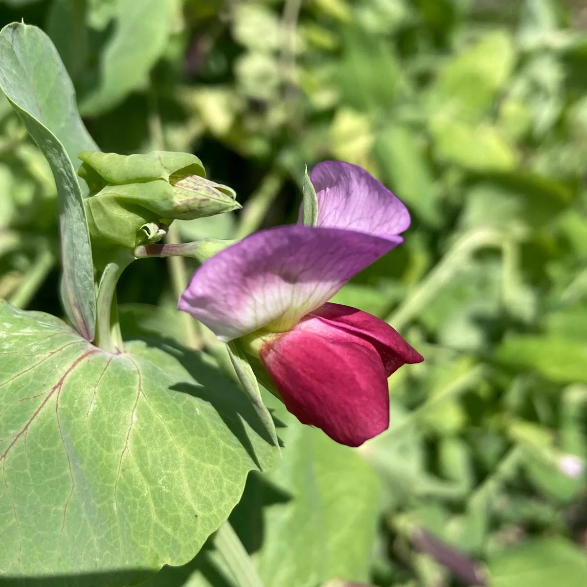 Kapuzinererbse 'Blauwschokker' (Pisum sativum) Bio Saatgut