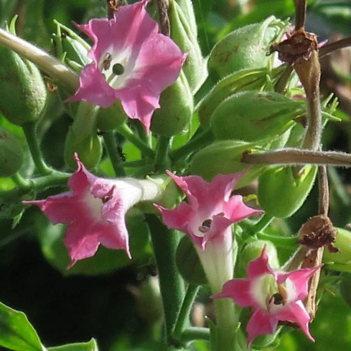 Burley Tabak 'Bursanica' (Nicotiana tabacum) Samen