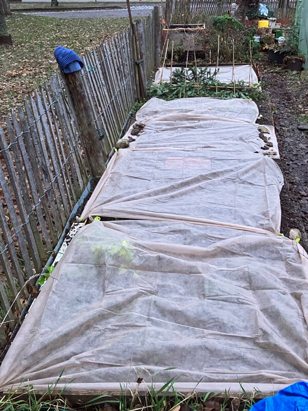 Gartenbeete mit Vlies abgedeckt als Schutz vor Spätfrost