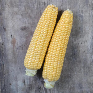 Zwei geerntete Kolben Zuckermais 'Golden Bantam' (Zea mays) auf Holz
