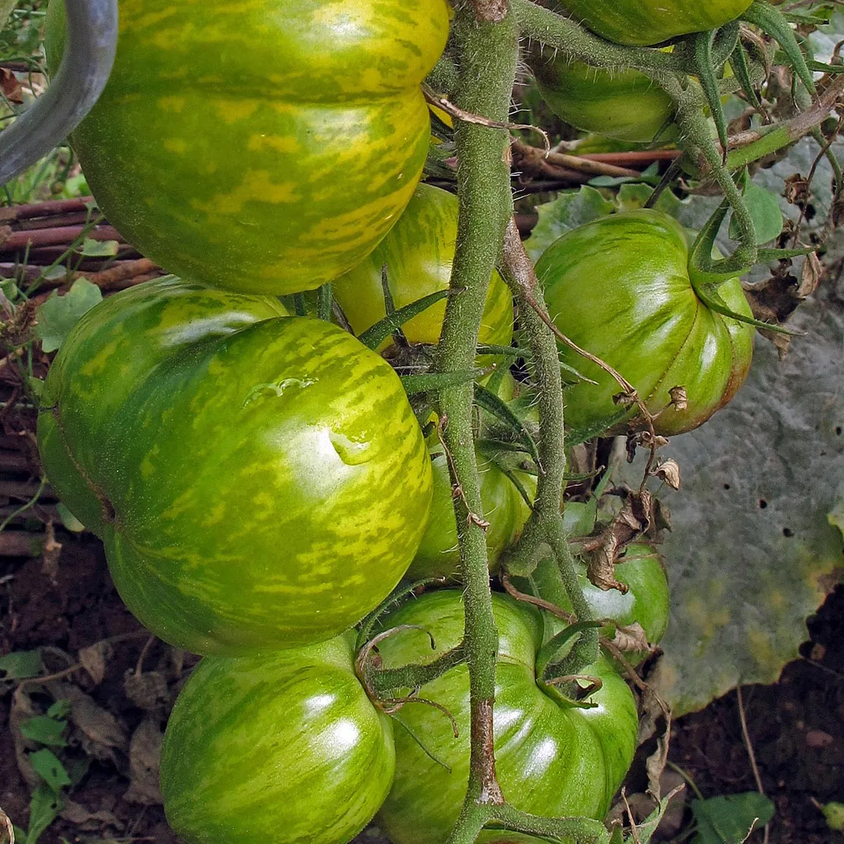 Gestreifte Tomate 'Grünes Zebra' (Solanum lycopersicum) Bio Saatgut