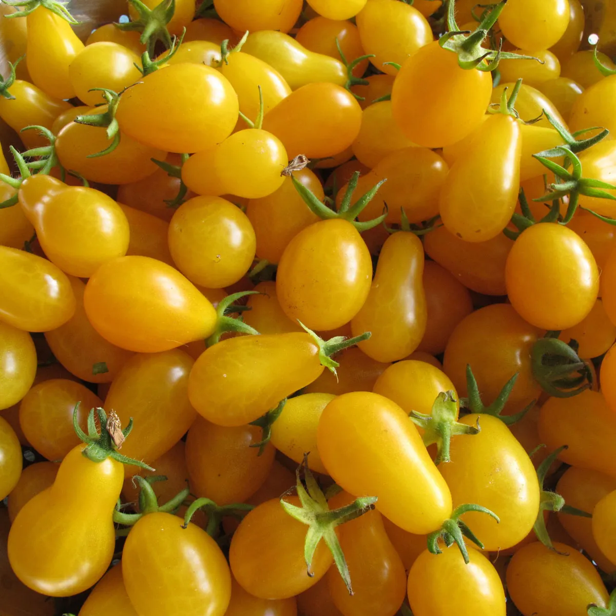 Tomate 'Dattelwein' (Solanum lycopersicum) Samen