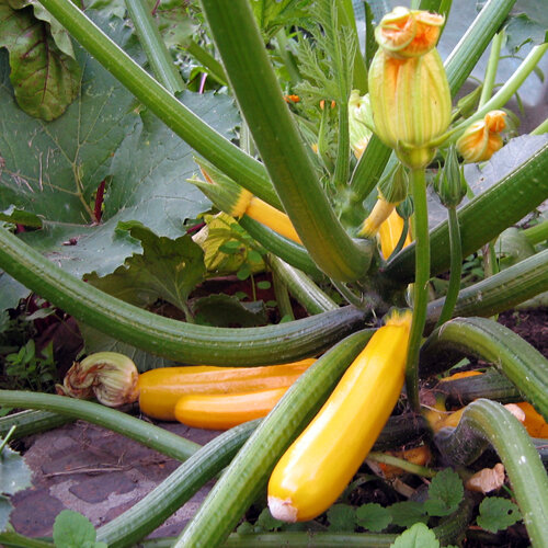 Gelbe Zucchini (Cucurbita pepo) mit Früchten und Blüten an der Pflanze