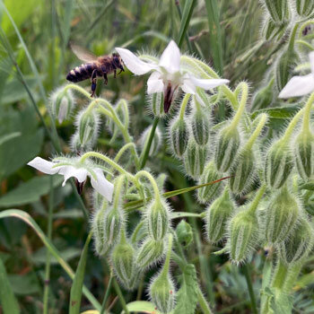 Weißer Borretsch 'Alba' (Borago officinalis) mit Biene im Anflug