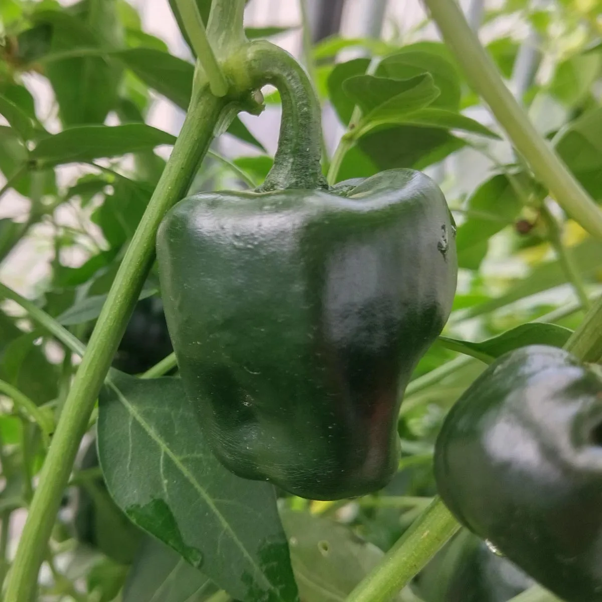 Mexikanischer Chili 'Chilhuacle Negro' (Capsicum annuum) Samen