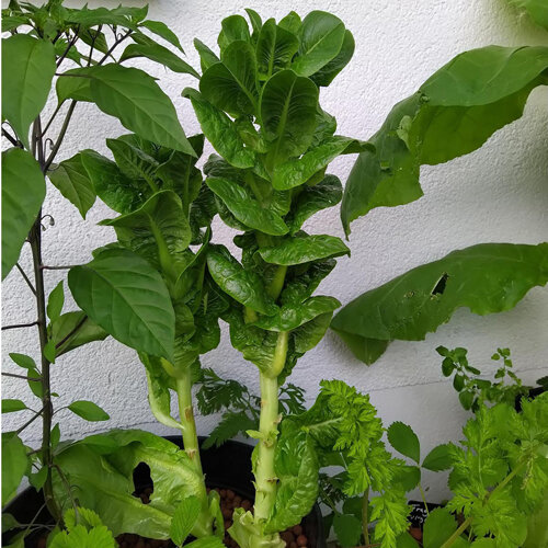 Spargelsalat mit dickem Stängel und Blattschopf im Pflanzkübel
