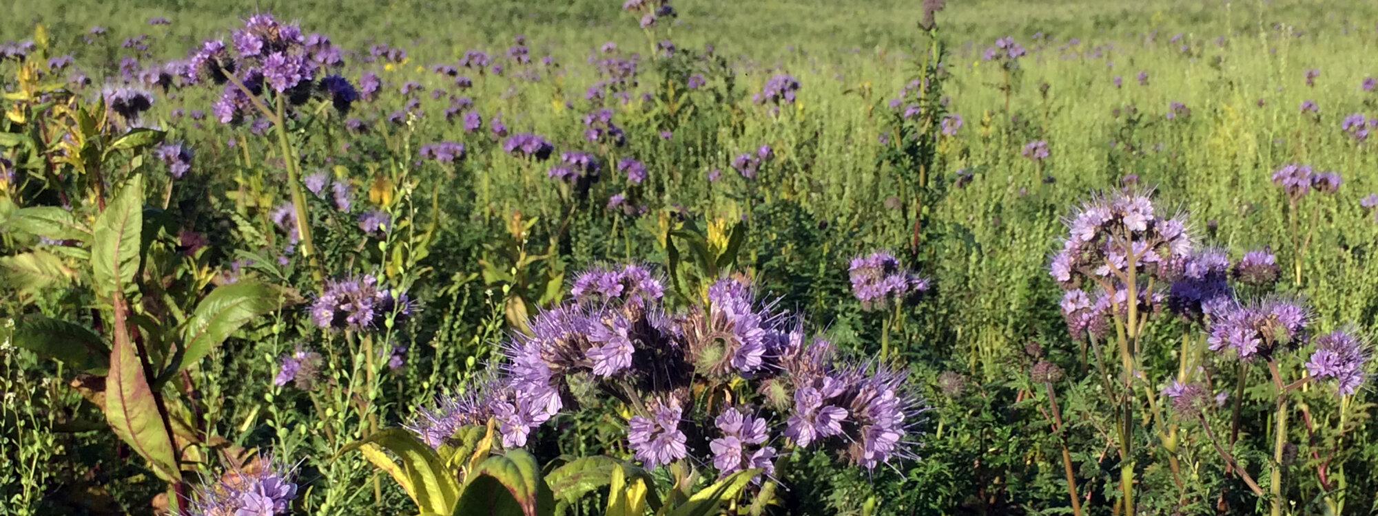 Gründüngung mit Phacelia