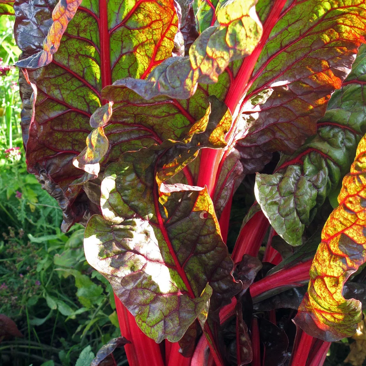 Roter Mangold 'Vulkan' (Beta vulgaris var. cicla) Samen