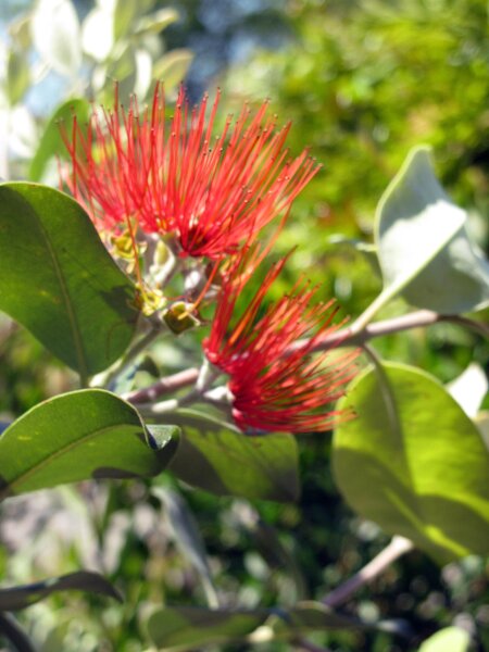 Saatgut Für Exotischen Flammenbaum – Einfache An Produktbild-Vorschau 3