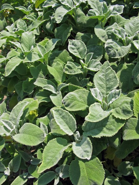 SalbeiSamen (Salvia) vielfältig, duftend und voller Charakter