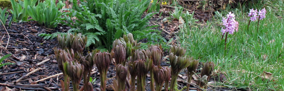Frühlings-Check für den Garten - Frühlings-Check für den Garten - Bist du vorbereitet für den Frühling?