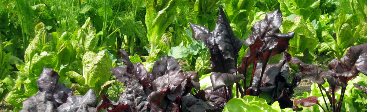 Das „Endlos-Beet“ – Wie du das ganze Jahr über erntest - Das „Endlos-Beet“ – Wie du das ganze Jahr über erntest - eine erste Einführung in dieses Konzept