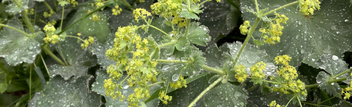 Remontierschnitt bei Stauden – für eine zweite Blüte im Naturgarten - Remontierschnitt bei Stauden – für eine zweite Blüte im Naturgarten