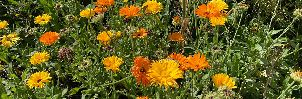 Cool Flowers – Welche einjährigen Blumen Du im Herbst säen kannst - Cool Flowers – Welche einjährigen Blumen Du im Herbst säen kannst (und welche besser nicht)