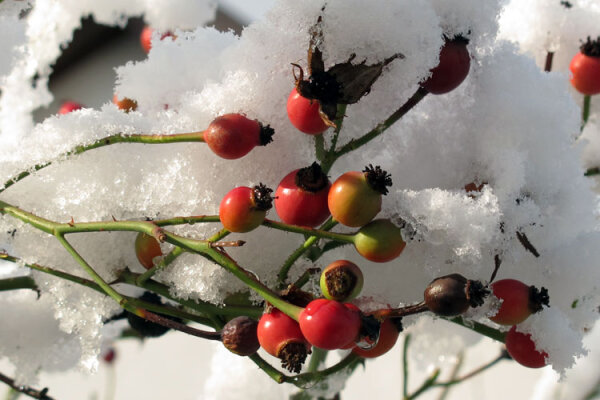 Die Magie des Innehaltens: Dein achtsamer Kontrollgang durch den Wintergarten - Wintergarten-Kontrollgang: Tipps für achtsames Gärtnern, Vogelschutz &amp; Winterernte