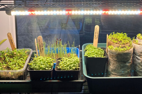 Früh starten, besser ernten: Diese Pflanzen kannst Du im Februar im Haus vorziehen - Vorkultur im Februar: Diese Pflanzen jetzt im Haus vorziehen | Magic Garden Seeds