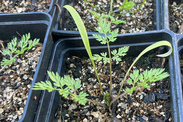 Trauermücken bei der Vorkultur – Ursachen, Mythen und wirksame Hilfe - Trauermücken bei der Vorkultur – Ursachen &amp; Tipps