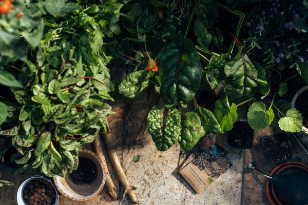 Urbane Wildnis auf dem Balkon: Zwischen Asphalt &amp; Blumen - Mini-Oase auf dem Balkon: Urbane Wildnis zwischen Asphalt &amp; Blumen