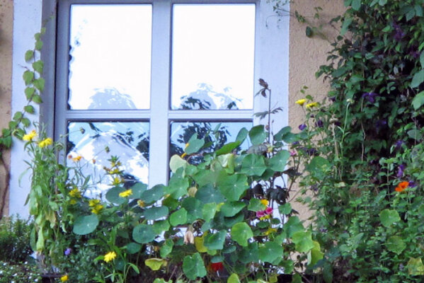 Nord-, Süd-, Ost- oder Westbalkon? So findest Du die richtigen Pflanzen für Deinen Standort - Nord-, Süd-, Ost- oder Westbalkon? Die richtigen Pflanzen finden