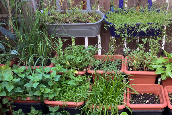 Welche Pflanzgefäße eignen sich für den Balkon – und worauf solltest Du achten? - Pflanzgefäße für den Balkon: Größe, Material &amp; Tipps