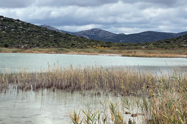 Halophyten - Salzpflanzen aus Küstenlandschaften verstehen - Halophyten im Garten - Salzpflanzen einfach erklärt