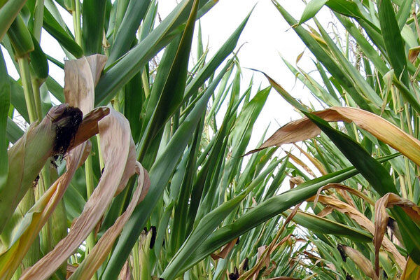Die Drei Schwestern im Garten: Eine alte Mischkultur praktisch umgesetzt - Die Drei Schwestern im Garten: Alte Mischkultur praktisch erklärt