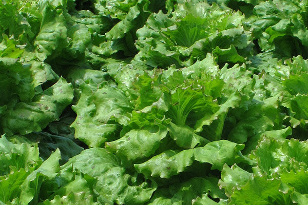 Warum schießt mein Salat so schnell? - Warum schießt mein Salat so schnell?
