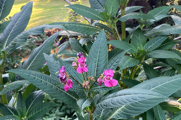 Invasive Arten verstehen: Was Neophyten mit unserem Garten zu tun haben - Invasive Arten verstehen: Neophyten im Garten