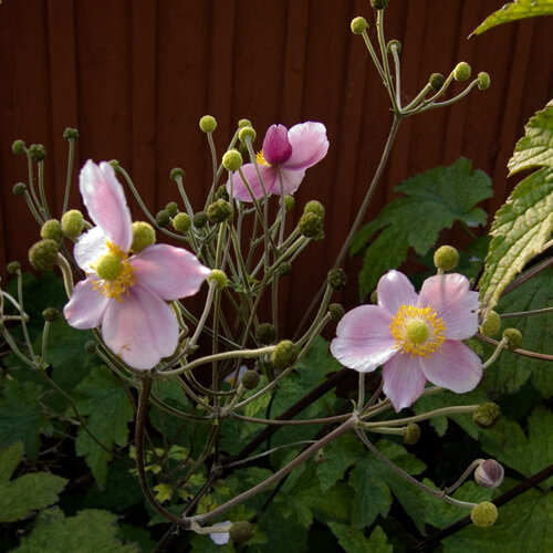 Rosa Blueten der Herbstanemone