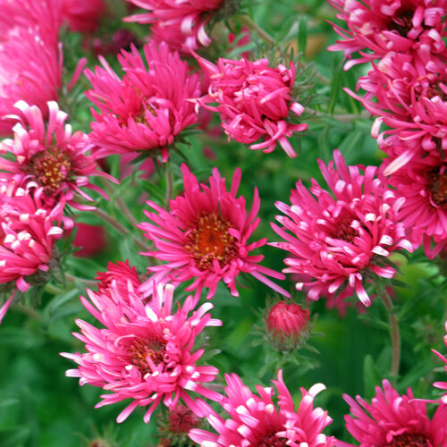 Rosa Blueten der Herbstastern