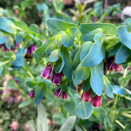 Große Wachsblume