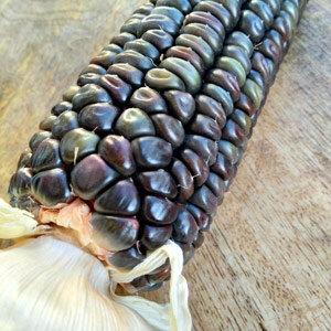 Mais 'Oaxacan Green' (Zea mays) 