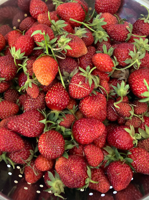 Frisch geerntete Erdbeeren aus dem Garten