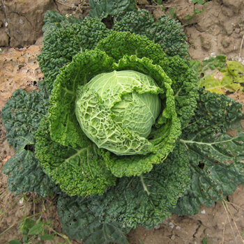 Kohl