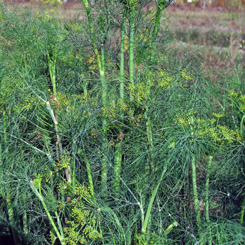 Dill (Anethum graveolens)