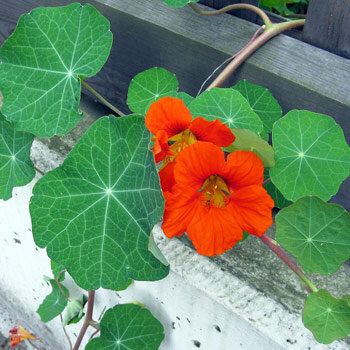 Kapuzinerkresse (Tropaeolum majus)