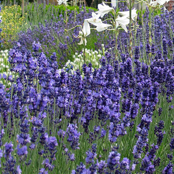 Echter Lavendel (Lavandula angustifolia)