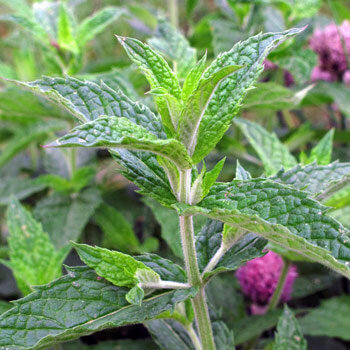 Pfefferminze (Mentha piperita)
