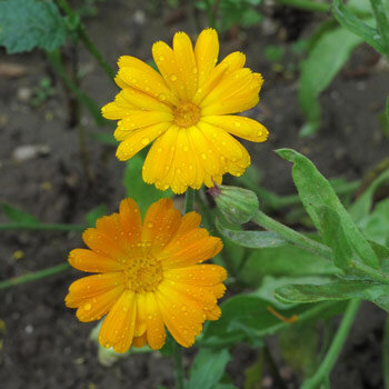Ringelblume (Calendula officinalis)
