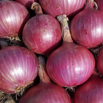 Zwiebel 'Red Baron' (Allium cepa) 