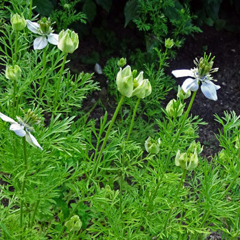 Schwarzkümmel (Nigella sativa)