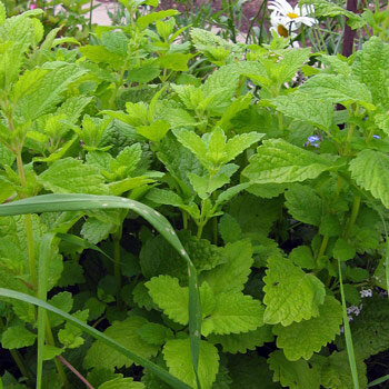 Zitronenmelisse (Melissa officinalis) 