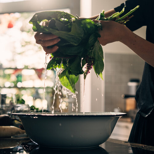 Geernteten Salat  und Blattgemuese waschen