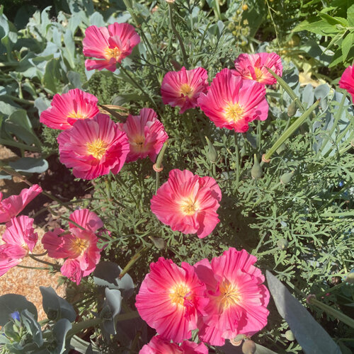 Kalifornischer Goldmohn 'Rose Chiffon'